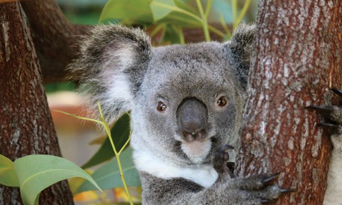 Kuranda-Koala-Gardens
